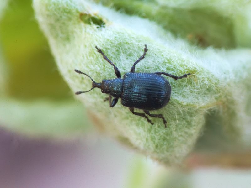 Neocoenorrhinus pauxillus (Germar, 1824)